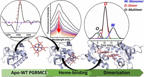 Defining Requirements for Heme Binding in PGRMC1 and Identifying Key Elements that Influence Protein Dimerization