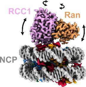 Cryo-EM of the Nucleosome Core Particle Bound to Ran-RCC1 Reveals a Dynamic Complex