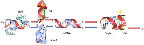 Structural Motifs at the Telomeres and Their Role in Regulatory Pathways