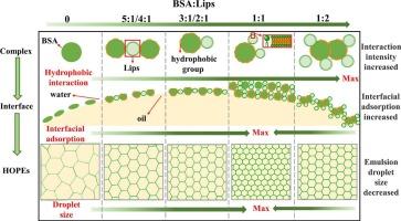 Bovine serum albumin-liposome stabilized high oil-phase emulsion: Effect of liposome ratio on interface properties and stability