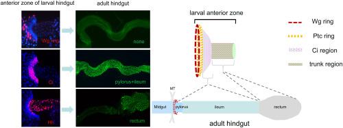 Determination of the larval precursor configuration of the Drosophila adult hindgut by G-TRACE analysis