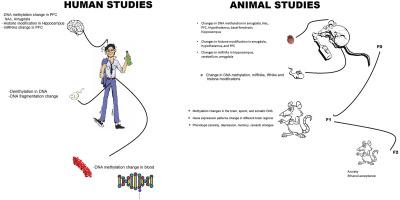 Alcohol: Epigenome alteration and inter/transgenerational effect