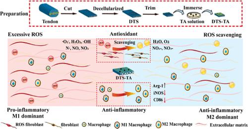 Tannic Acid-Modified Decellularized Tendon Scaffold with Antioxidant and Anti-Inflammatory Activities for Tendon Regeneration