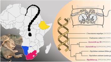 Hidden diversity of cestodes in wild African carnivores: I. Non-taeniid cyclophyllideans