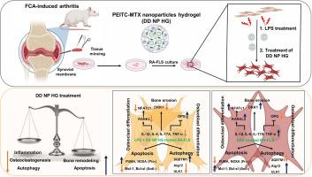 Dual drug nanoparticle synergistically induced apoptosis, suppressed inflammation, and protected autophagic response in rheumatoid arthritis fibroblast-like synoviocytes