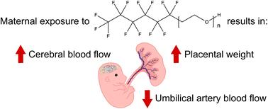 Fluorotelomer ethoxylates cause developmental toxicity in mice