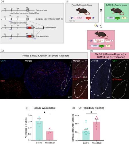 Witnessed trauma exposure induces fear in mice through a reduction in endogenous neurosteroid synthesis