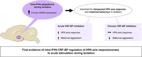 CRF binding protein activity in the hypothalamic paraventricular nucleus is essential for stress adaptations and normal maternal behaviour in lactating rats