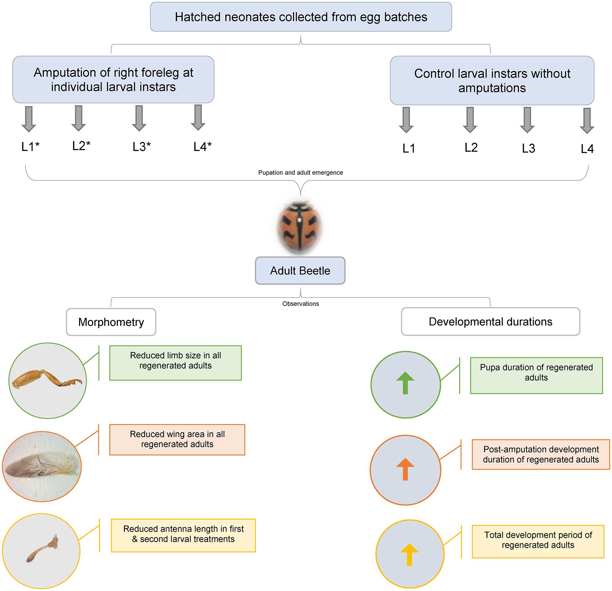 The extent of regeneration is impacted by the stage of amputation in ladybird beetles: A case study in Cheilomenes sexmaculata