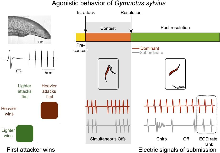 Characterization of the agonistic behavior of the weakly electric fish Gymnotus sylvius