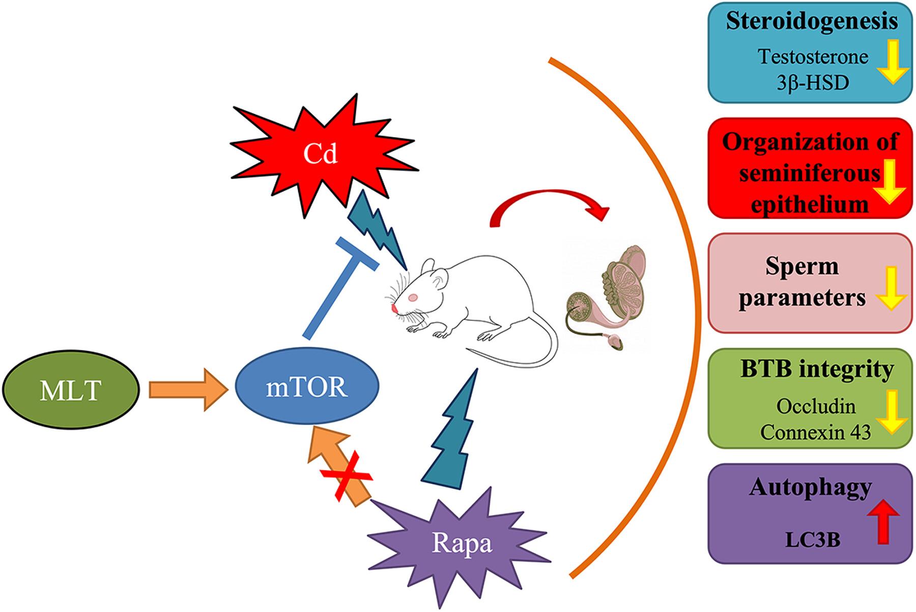 Melatonin counteracts cadmium-induced rat testicular toxicity via the mechanistic target rapamycin (mTOR) pathway