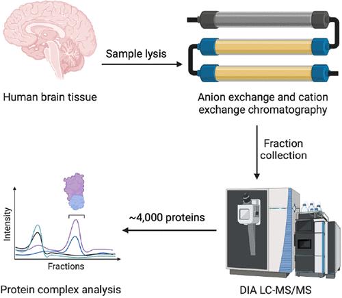 Profiling Protein–Protein Interactions in the Human Brain by Refined Cofractionation Mass Spectrometry
