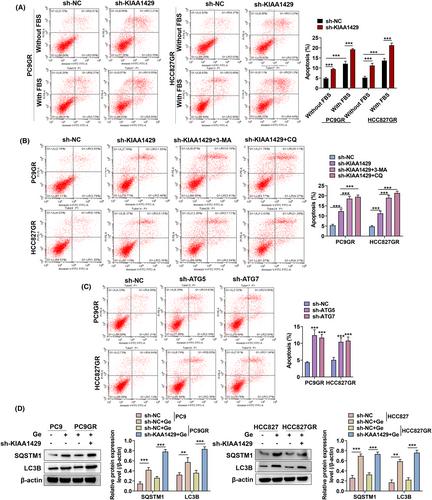 The m6 RNA methylation regulator KIAA1429 is associated with autophagy-mediated drug resistance in lung cancer