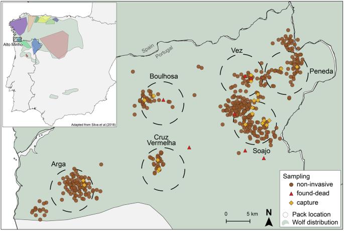 Relatedness-based mate choice and female philopatry: inbreeding trends of wolf packs in a human-dominated landscape