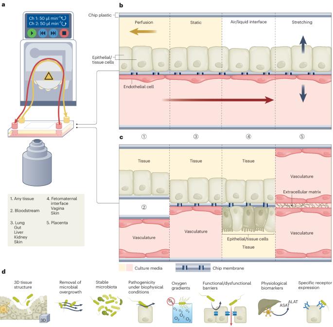 Organ-on-chip models for infectious disease research