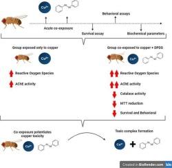 Interplay between diphenyl diselenide and copper: Impact on D. melanogaster survival, behavior, and biochemical parameters