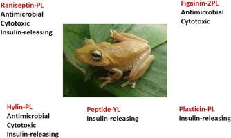 Multifunctional host-defense peptides isolated from skin secretions of the banana tree dwelling frog Boana platanera (Hylidae; Hylinae)