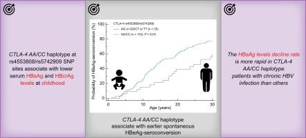 CTLA-4 haplotype predicts HBsAg and HBcrAg levels and HBeAg seroconversion age in children with chronic HBV infection