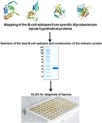 Serodiagnosis of paucibacillary and multibacillary leprosy using a recombinant chimeric protein composed of specific B-cell epitopes derived from Mycobacterium leprae proteins