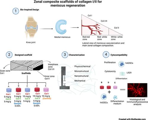 Composite Zonal Scaffolds of Collagen I/II for Meniscus Regeneration