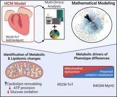 Allele-specific dysregulation of lipid and energy metabolism in early-stage hypertrophic cardiomyopathy