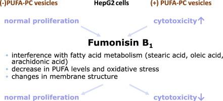 Fumonisin B1 protects against long-chained polyunsaturated fatty acid-induced cell death in HepG2 cells – implications for cancer promotion