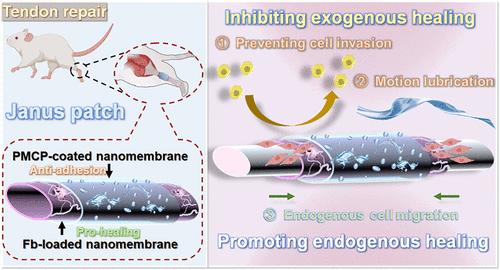 Janus Membranes Patch Achieves High-Quality Tendon Repair: Inhibiting Exogenous Healing and Promoting Endogenous Healing