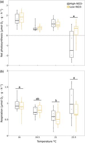 The endemic kelp Lessonia corrugata is being pushed above its thermal limits in an ocean warming hotspot