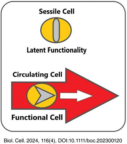 Cells flowing to attain functionality