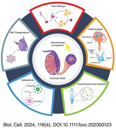 Testicular niche repair after gonadotoxic treatments: Current knowledge and future directions