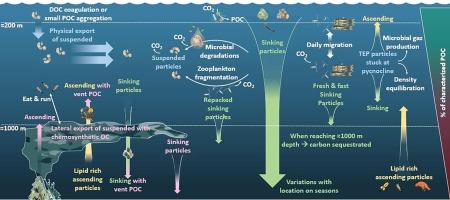 A focus on different types of organic matter particles and their significance in the open ocean carbon cycle