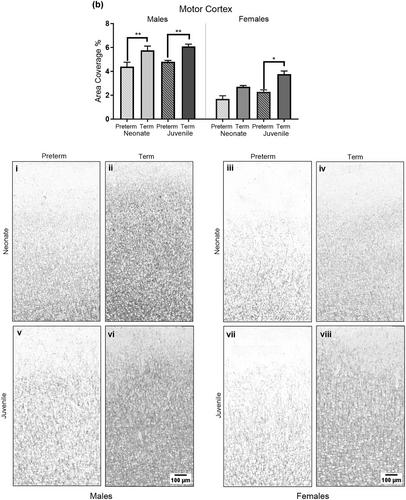 Ongoing effects of preterm birth on the dopaminergic and noradrenergic pathways in the frontal cortex and hippocampus of guinea pigs