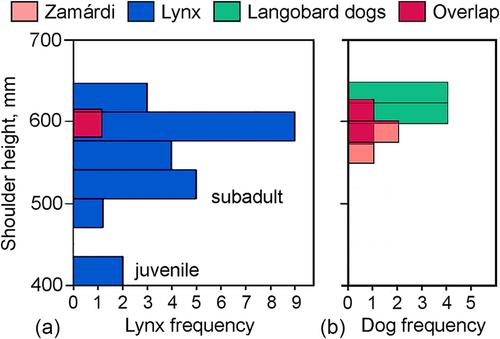 A fifth- to sixth-century CE lynx (Lynx lynx L., 1758) skeleton from Hungary 2: Stature and archaeological interpretations