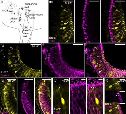 S100Z is expressed in a lateral subpopulation of olfactory receptor neurons in the main olfactory system of Xenopus laevis