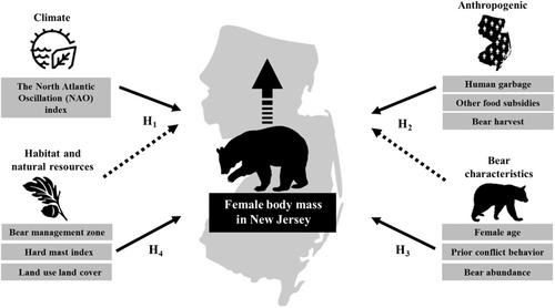 Predictors of female American black bear body mass in an anthropogenic landscape