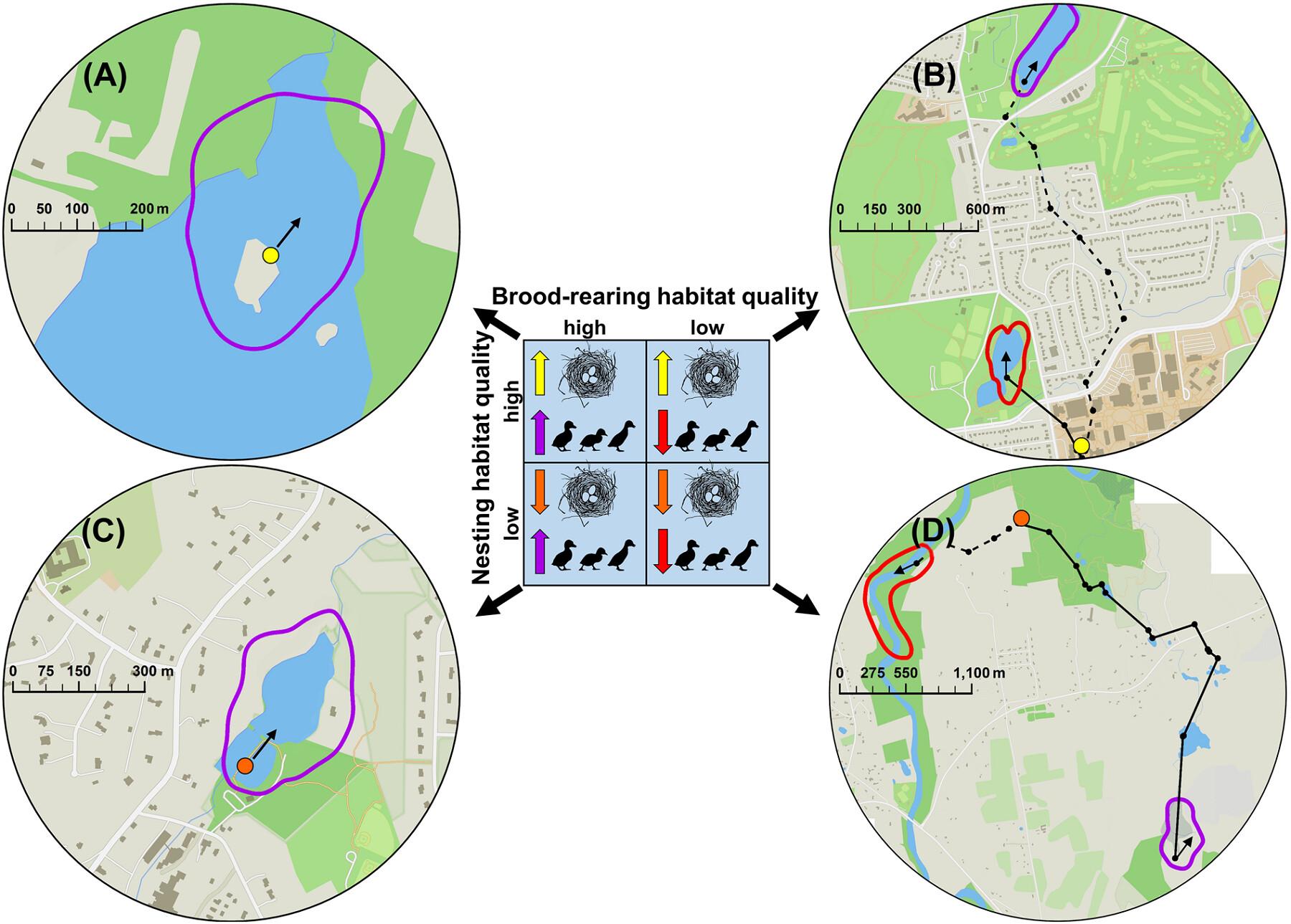 Mallard brood movements and survival in an urbanized landscape