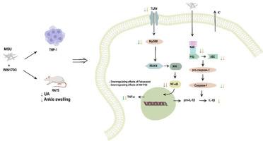 WN1703 alleviates gout symptoms via inflammatory signaling pathways in an acute gout rat model