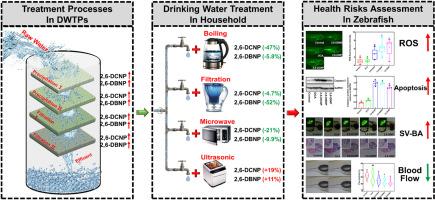 Dihalogenated nitrophenols in drinking water: Prevalence, resistance to household treatment, and cardiotoxic impact on zebrafish embryo