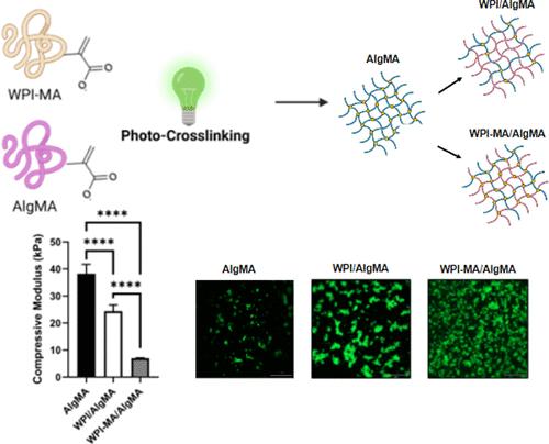 Whey Protein Isolate Composites as Potential Scaffolds for Cultivated Meat