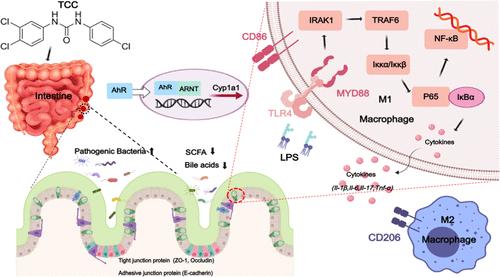 Long-Term Triclocarban Exposure Induced Enterotoxicity by Triggering Intestinal AhR-Mediated Inflammation and Disrupting Microbial Community in Mice