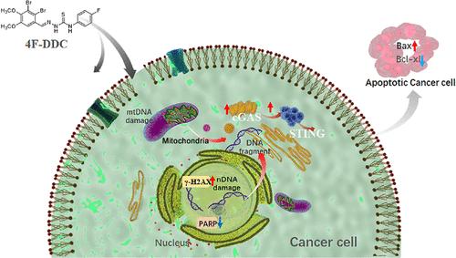 A Novel Inhibitor of Poly(ADP-Ribose) Polymerase-1 Inhibits Proliferation of a BRCA-Deficient Breast Cancer Cell Line via the DNA Damage–Activated cGAS–STING Pathway