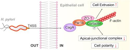 Cortactin-dependent control of Par1b-regulated epithelial cell polarity in Helicobacter infection