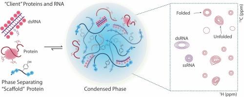 A delayed decoupling methyl-TROSY pulse sequence for atomic resolution studies of folded proteins and RNAs in condensates