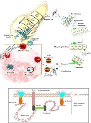 Biomolecular interactions between Plasmodium and human host: A basis of targeted antimalarial therapy