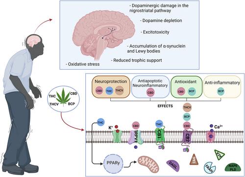 Therapeutic applicability of cannabidiol and other phytocannabinoids in epilepsy, multiple sclerosis and Parkinson's disease and in comorbidity with psychiatric disorders