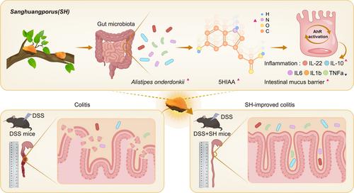 The gut microbiota-aromatic hydrocarbon receptor (AhR) axis mediates the anticolitic effect of polyphenol-rich extracts from Sanghuangporus