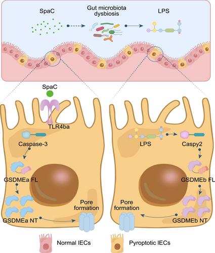 Lactobacillus rhamnosus GG triggers intestinal epithelium injury in zebrafish revealing host dependent beneficial effects