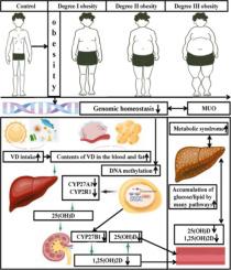 Decreased vitamin D bio-availability with altered DNA methylation of its metabolism genes in association with the metabolic disorders among the school-aged children with degree I, II, and III obesity