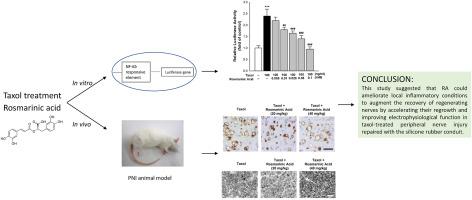 Rosmarinic acid Ameliorates neuronal regeneration in the bridging silicone rubber conduits of the sciatic nerve in taxol‐treated rats