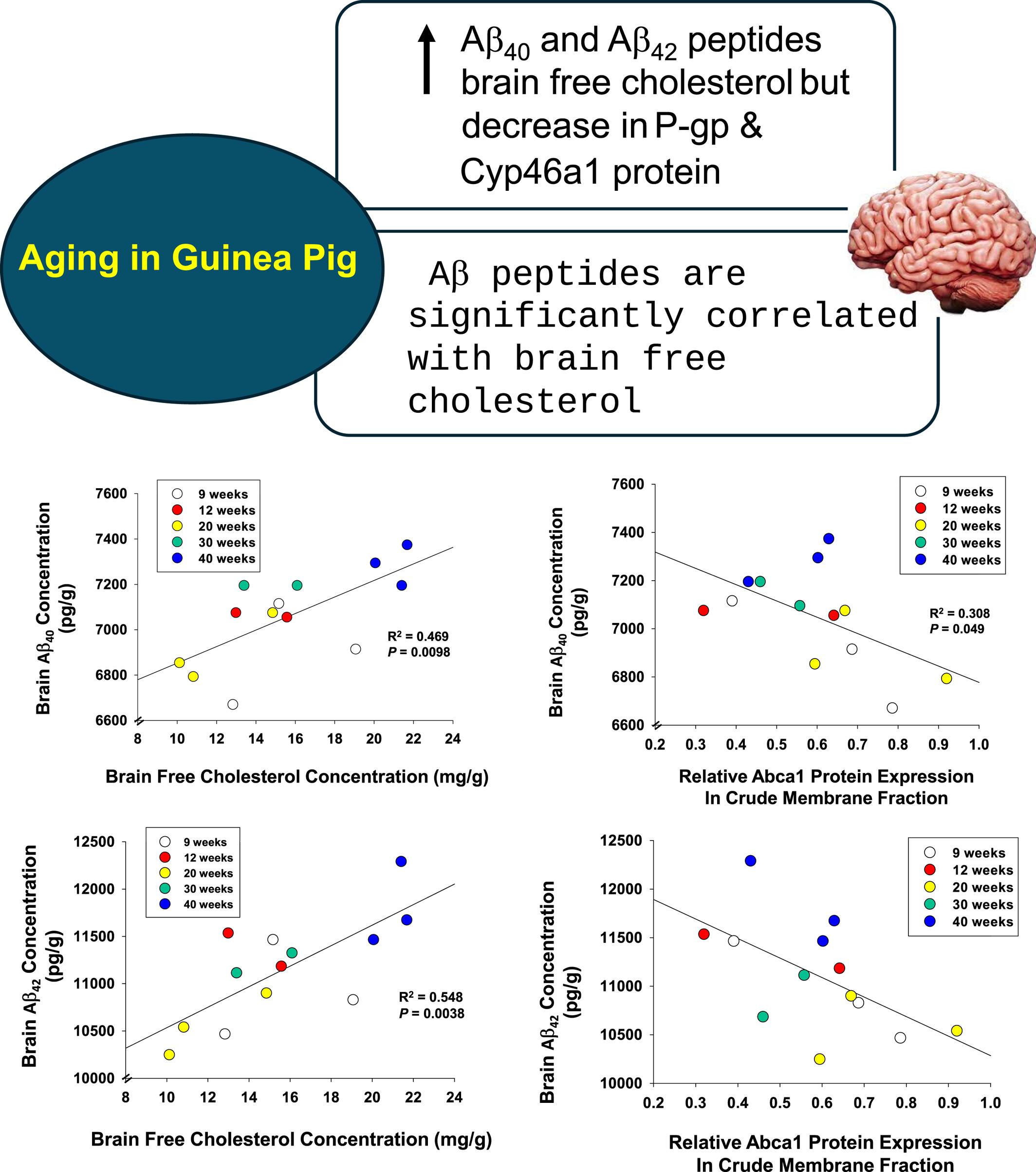 Aging and brain free cholesterol concentration on amyloid-β peptide accumulation in guinea pigs